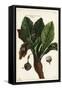 Mandrake, Mandragora Officinarum-The Younger Dupin-Framed Stretched Canvas