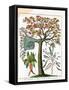 Mandrake, Sensitive Plant, and Acacia, C1795-null-Framed Stretched Canvas