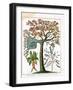 Mandrake, Sensitive Plant, and Acacia, C1795-null-Framed Giclee Print