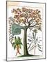 Mandrake, Sensitive Plant, and Acacia, C1795-null-Mounted Giclee Print