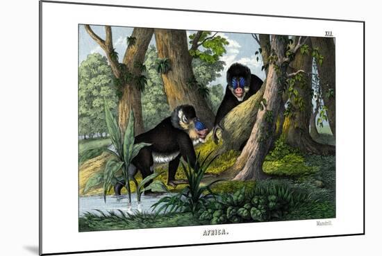 Mandrill, 1860-null-Mounted Giclee Print