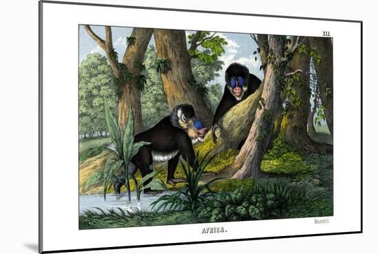 Mandrill, 1860-null-Mounted Giclee Print