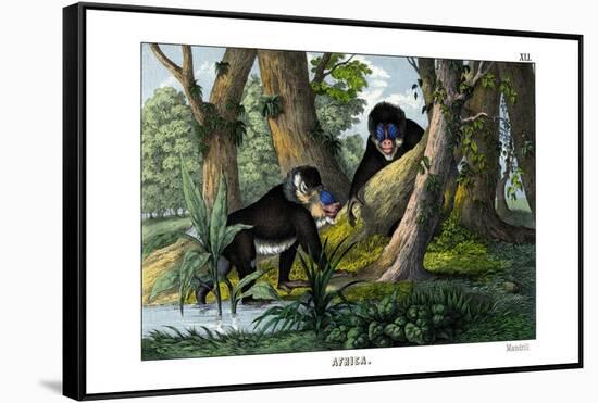 Mandrill, 1860-null-Framed Stretched Canvas