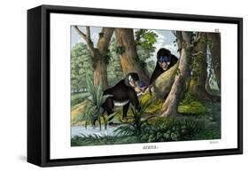 Mandrill, 1860-null-Framed Stretched Canvas