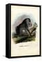 Mandrill, 1863-79-Raimundo Petraroja-Framed Stretched Canvas
