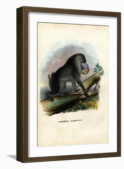 Mandrill, 1863-79-Raimundo Petraroja-Framed Giclee Print