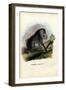 Mandrill, 1863-79-Raimundo Petraroja-Framed Giclee Print