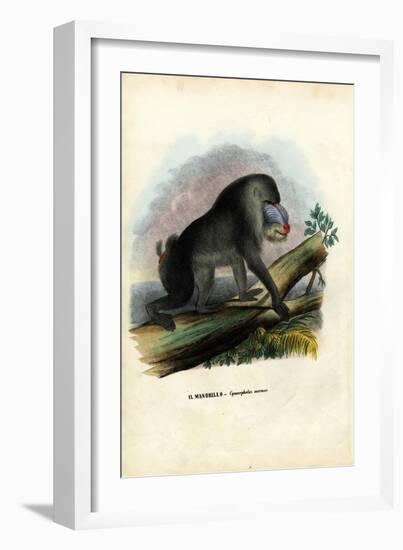 Mandrill, 1863-79-Raimundo Petraroja-Framed Giclee Print