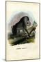 Mandrill, 1863-79-Raimundo Petraroja-Mounted Giclee Print