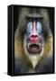 Mandrill 2-SD Smart-Framed Stretched Canvas
