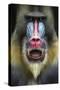 Mandrill 2-SD Smart-Stretched Canvas