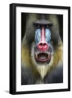 Mandrill 2-SD Smart-Framed Photographic Print