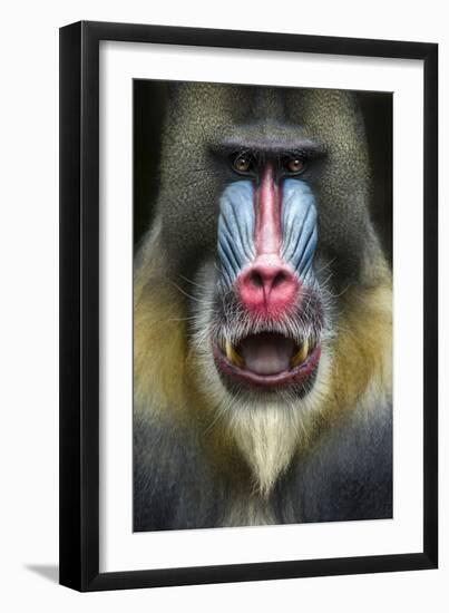 Mandrill 2-SD Smart-Framed Photographic Print