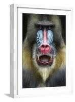 Mandrill 2-SD Smart-Framed Photographic Print