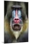 Mandrill 2-SD Smart-Mounted Photographic Print