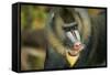 Mandrill Baboon Close-Up of Face-null-Framed Stretched Canvas