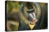 Mandrill Baboon Close-Up of Face-null-Stretched Canvas