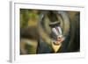 Mandrill Baboon Close-Up of Face-null-Framed Photographic Print