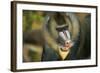 Mandrill Baboon Close-Up of Face-null-Framed Photographic Print