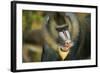 Mandrill Baboon Close-Up of Face-null-Framed Photographic Print