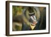 Mandrill Baboon Close-Up of Face-null-Framed Photographic Print