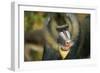 Mandrill Baboon Close-Up of Face-null-Framed Photographic Print