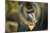 Mandrill Baboon Close-Up of Face-null-Mounted Photographic Print
