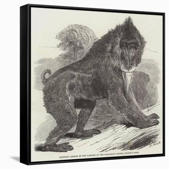 Mandrill Baboon in the Gardens of the Zoological Society, Regent's Park-Harrison William Weir-Framed Stretched Canvas