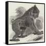 Mandrill Baboon in the Gardens of the Zoological Society, Regent's Park-Harrison William Weir-Framed Stretched Canvas