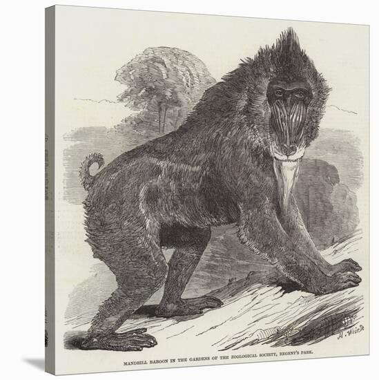 Mandrill Baboon in the Gardens of the Zoological Society, Regent's Park-Harrison William Weir-Stretched Canvas