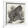 Mandrill Baboon in the Gardens of the Zoological Society, Regent's Park-Harrison William Weir-Framed Giclee Print