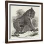 Mandrill Baboon in the Gardens of the Zoological Society, Regent's Park-Harrison William Weir-Framed Giclee Print