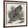 Mandrill Baboon in the Gardens of the Zoological Society, Regent's Park-Harrison William Weir-Framed Giclee Print