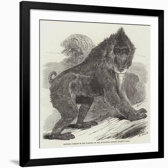 Mandrill Baboon in the Gardens of the Zoological Society, Regent's Park-Harrison William Weir-Framed Giclee Print