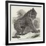 Mandrill Baboon in the Gardens of the Zoological Society, Regent's Park-Harrison William Weir-Framed Giclee Print