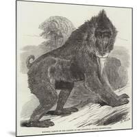 Mandrill Baboon in the Gardens of the Zoological Society, Regent's Park-Harrison William Weir-Mounted Giclee Print