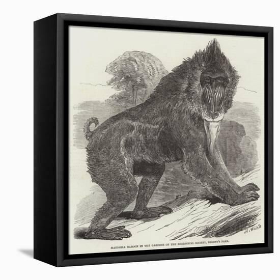 Mandrill Baboon in the Gardens of the Zoological Society, Regent's Park-Harrison William Weir-Framed Stretched Canvas