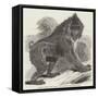 Mandrill Baboon in the Gardens of the Zoological Society, Regent's Park-Harrison William Weir-Framed Stretched Canvas