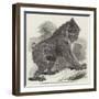 Mandrill Baboon in the Gardens of the Zoological Society, Regent's Park-Harrison William Weir-Framed Giclee Print