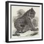 Mandrill Baboon in the Gardens of the Zoological Society, Regent's Park-Harrison William Weir-Framed Giclee Print