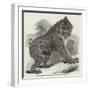 Mandrill Baboon in the Gardens of the Zoological Society, Regent's Park-Harrison William Weir-Framed Giclee Print