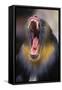 Mandrill Baboon Male Yawning-null-Framed Stretched Canvas