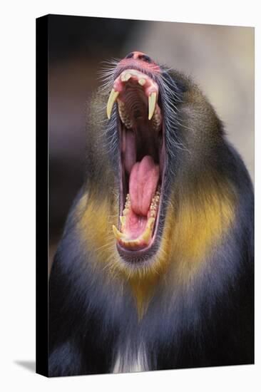 Mandrill Baboon Male Yawning-null-Stretched Canvas