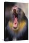 Mandrill Baboon Male Yawning-null-Stretched Canvas