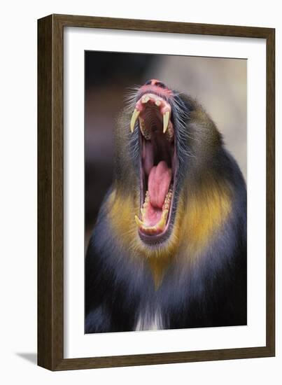 Mandrill Baboon Male Yawning-null-Framed Photographic Print