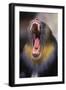 Mandrill Baboon Male Yawning-null-Framed Photographic Print