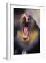 Mandrill Baboon Male Yawning-null-Framed Photographic Print