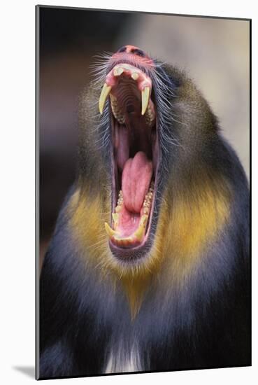 Mandrill Baboon Male Yawning-null-Mounted Photographic Print