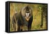 Mandrill Baboon-null-Framed Stretched Canvas