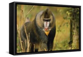 Mandrill Baboon-null-Framed Stretched Canvas